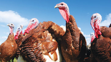 What of people prefer turkey as their meat on Thanksgiving?