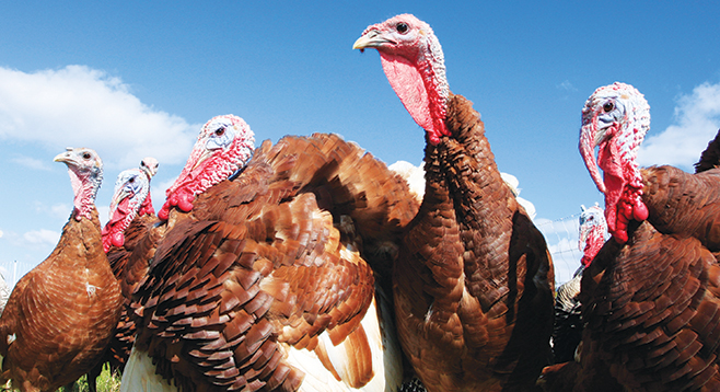 What of people prefer turkey as their meat on Thanksgiving?