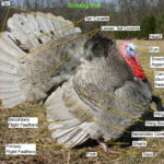 What parts of the turkey do you remove?