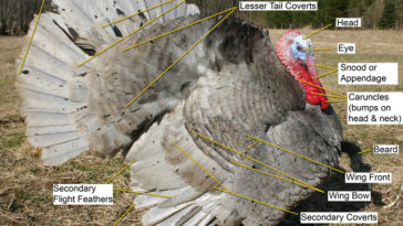 What parts of the turkey do you remove?