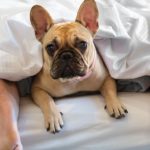 What should I bring to my girlfriends parents house?