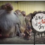 What should you not say at Thanksgiving?