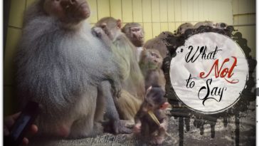 What should you not say at Thanksgiving?