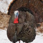 What's a female turkey called?