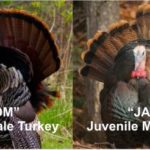What's the difference between a tom turkey and a jake turkey?