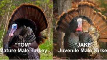 What's the difference between a tom turkey and a jake turkey?