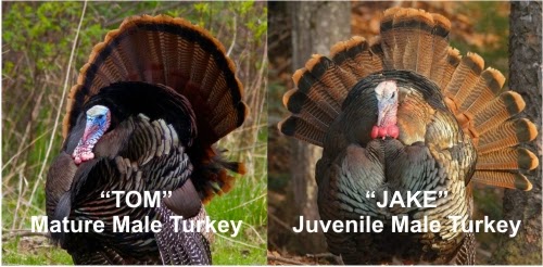 What's the difference between a tom turkey and a jake turkey?
