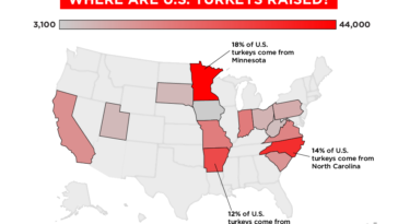 Where do all the Thanksgiving turkeys come from?