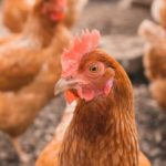 Where does Walmart meat come from?