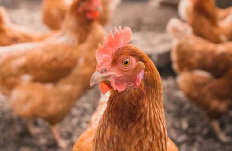 Where does Walmart meat come from?