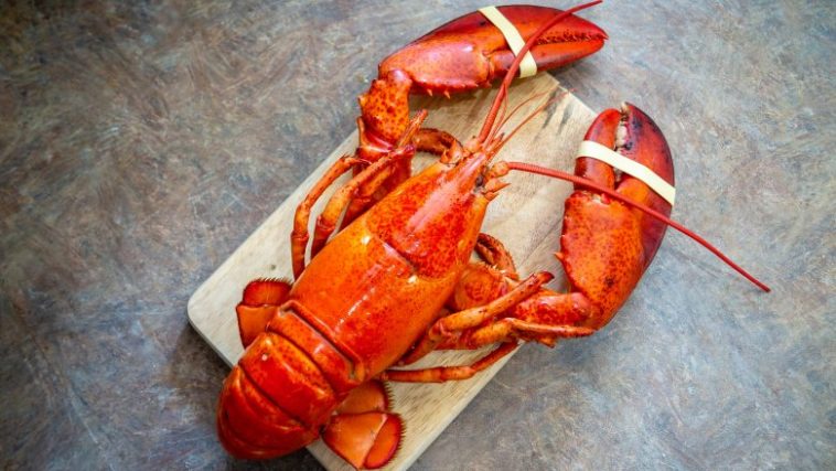 Why are lobsters cooked alive?