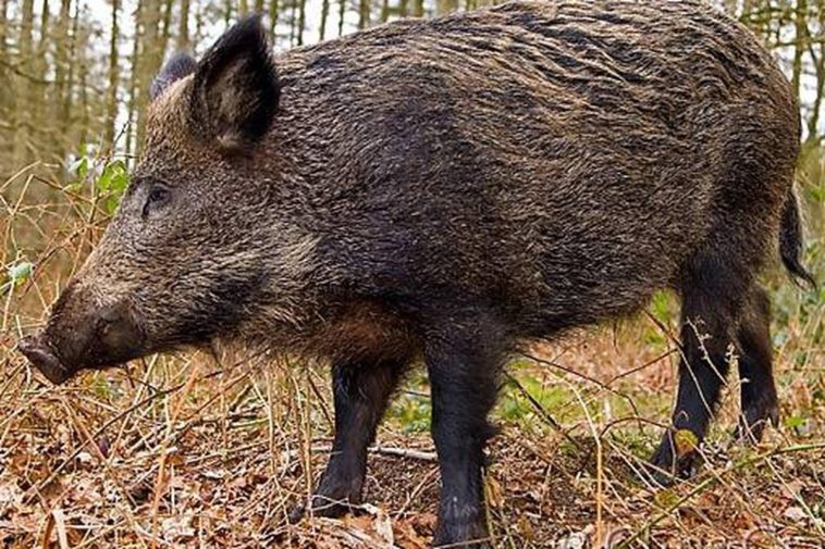 Why is boar's head better?