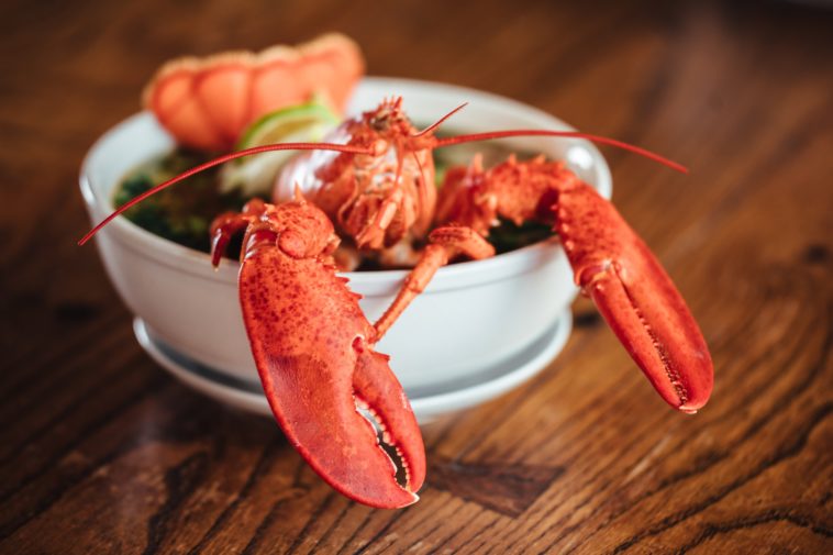 Why is lobster bad for you?