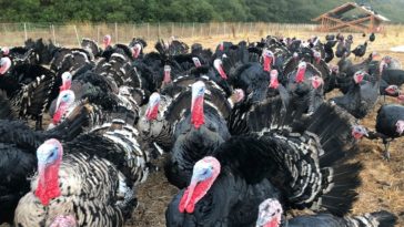 Will there be a shortage of turkeys for Thanksgiving 2020?