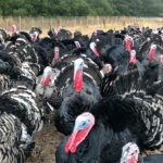 Will there be a shortage of turkeys for Thanksgiving 2020?