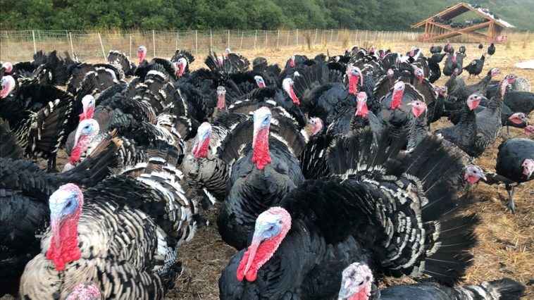 Will there be a shortage of turkeys for Thanksgiving 2020?