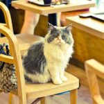 Are cat cafes cruel?