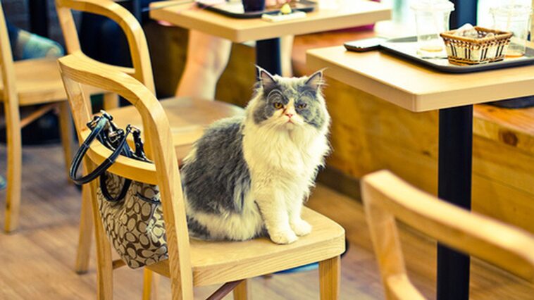 Are cat cafes cruel?