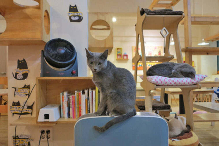 Are cat cafes legal in America?
