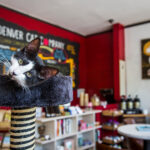 Are cat cafes successful?