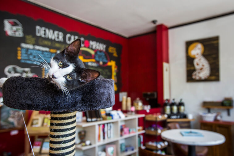 Are cat cafes successful?