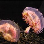 Are jellyfish motile?