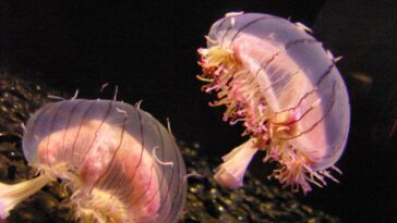 Are jellyfish motile?