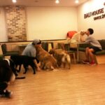 Are pet cafes cruel?