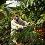 At what rate is the coffee industry growing?