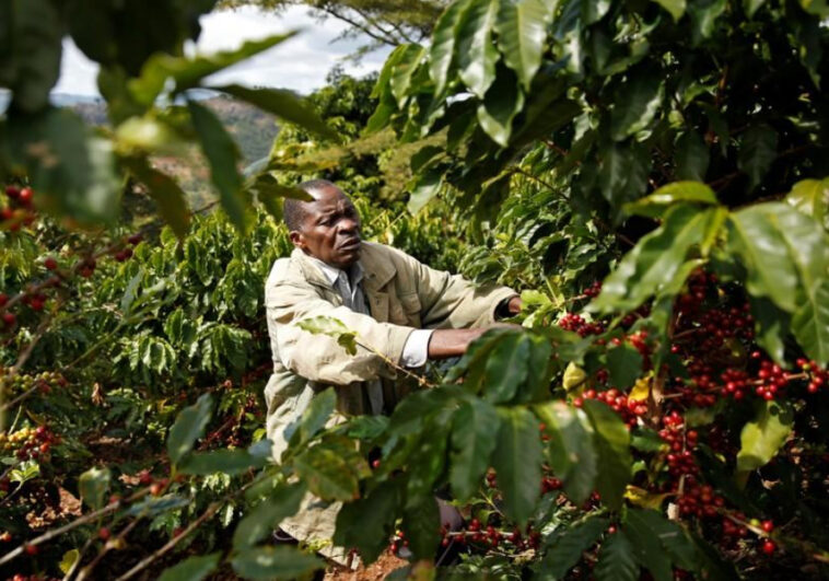 At what rate is the coffee industry growing?
