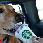 Do UK Starbucks do Puppuccino?