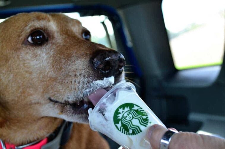 Do UK Starbucks do Puppuccino?