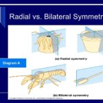 Do cnidarians have bilateral symmetry?