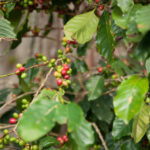 Does Cuba grow coffee beans?