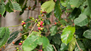Does Cuba grow coffee beans?