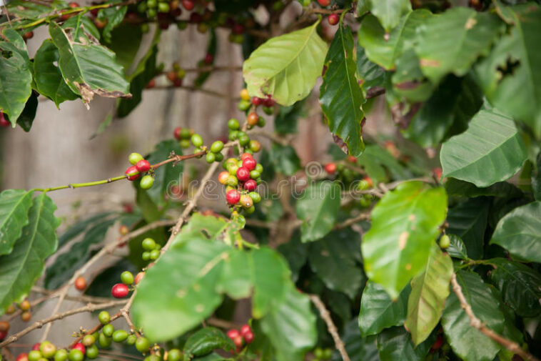 Does Cuba grow coffee beans?