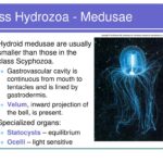 Does Scyphozoa have velum?
