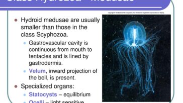 Does Scyphozoa have velum?