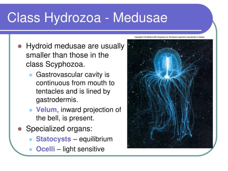 Does Scyphozoa have velum?