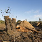 Does Starbucks cause deforestation?