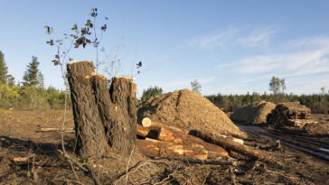 Does Starbucks cause deforestation?