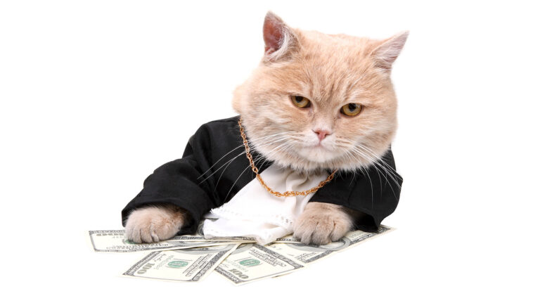 How can I make money with my cat?