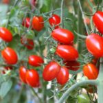 How do Brits say tomato?