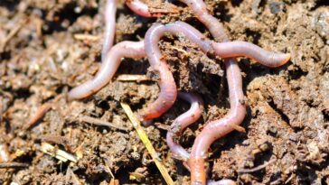 How do I farm Gravimag parts?