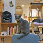 How do I open a cat cafe in America?