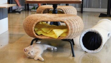 How do I use cat Cafe?