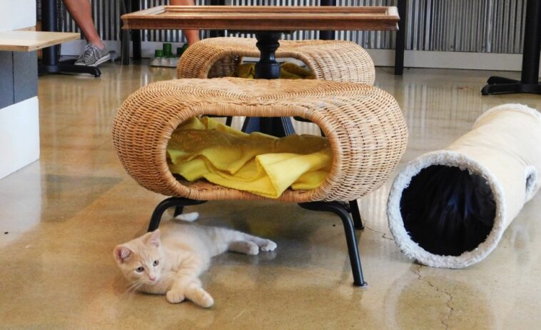 How do I use cat Cafe?