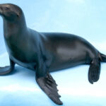 How do you pronounce Le Phoque?