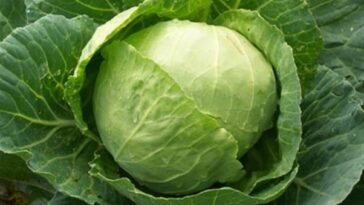 How do you say Mon Petit Chou?