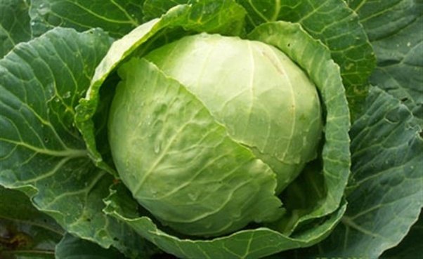 How do you say Mon Petit Chou?